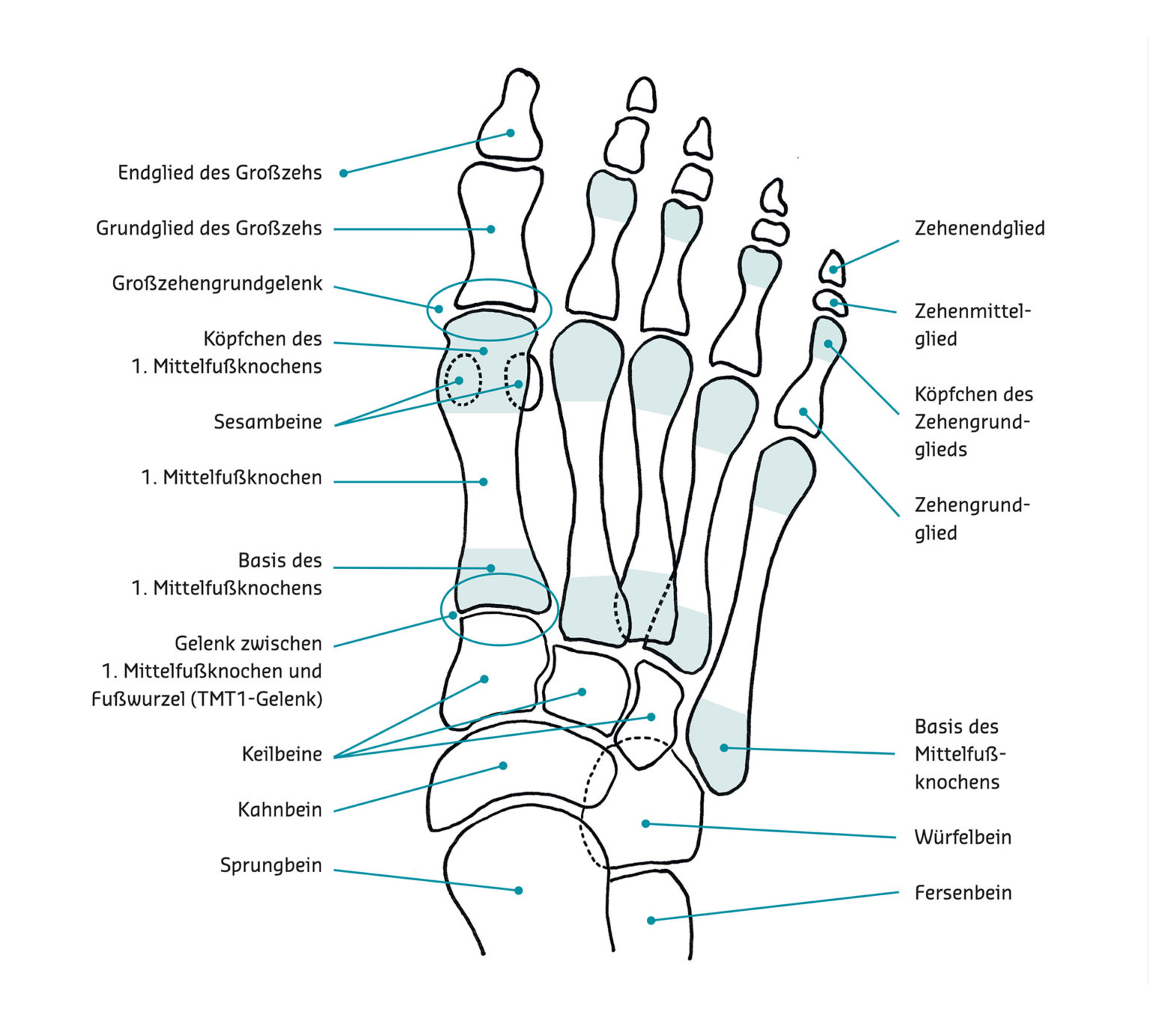 Aufbau Des Fu Es Hallux Valgus Co